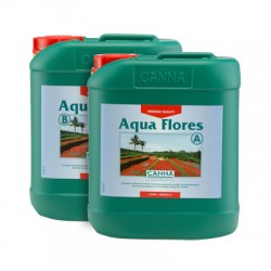 Canna_Aqua_Flores_nagy