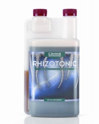 canna-rhizo-1