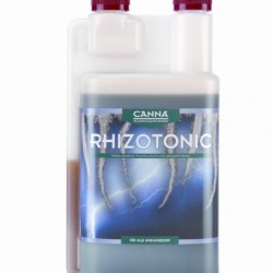 canna-rhizo-1